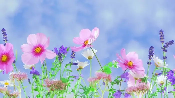 Bộ sưu tập 60 ảnh background hoa dại chuẩn HD đáng tải về