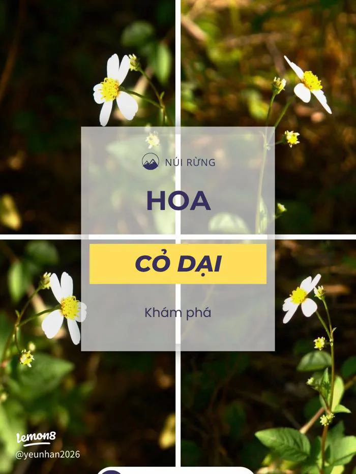 Cỏ dại và hoa dành dành: Ảnh hoa dại trắng đẹp giữa núi rừng