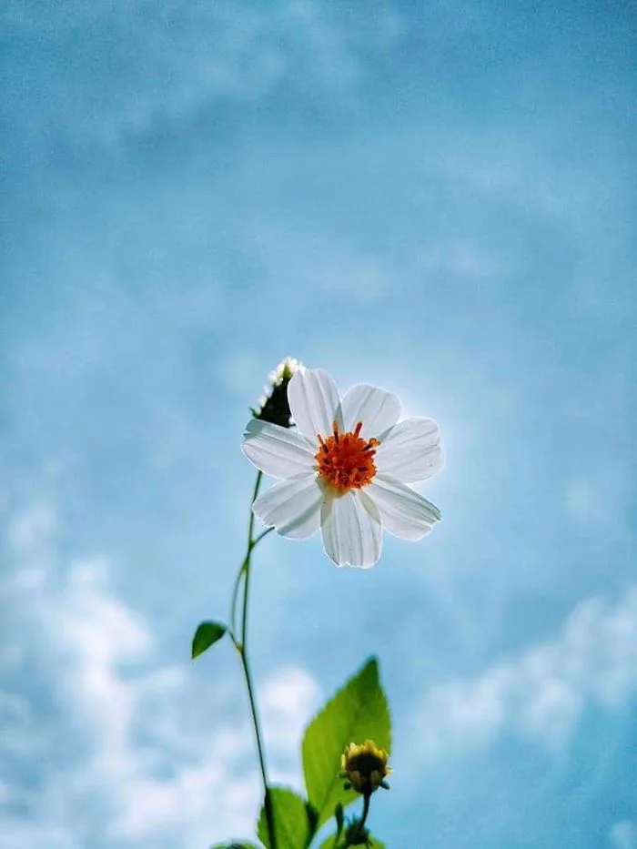 Hoa dại Nguồn: Nguyễn Thị Thúy (Facebook) Group Facebook : Hội đam mê nhiếp  ảnh - Aphoto