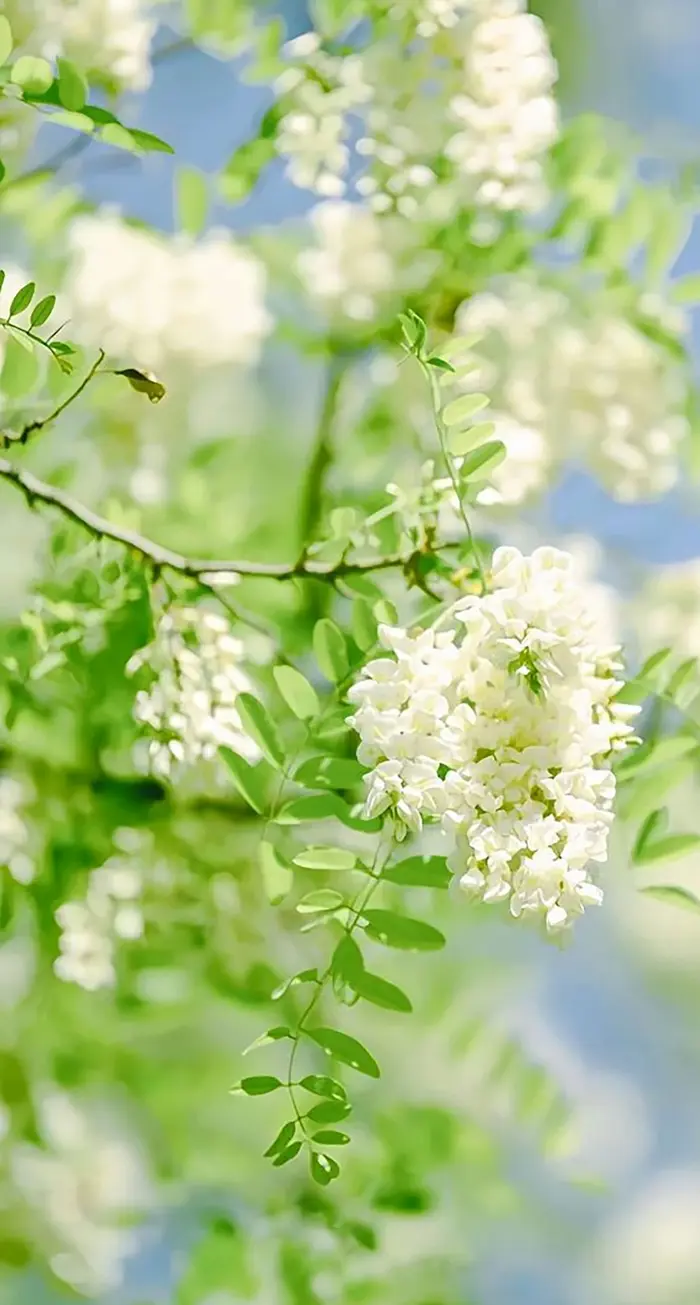 Tổng hợp hình nền hoa cỏ dại tuyệt đẹp cho điện thoại