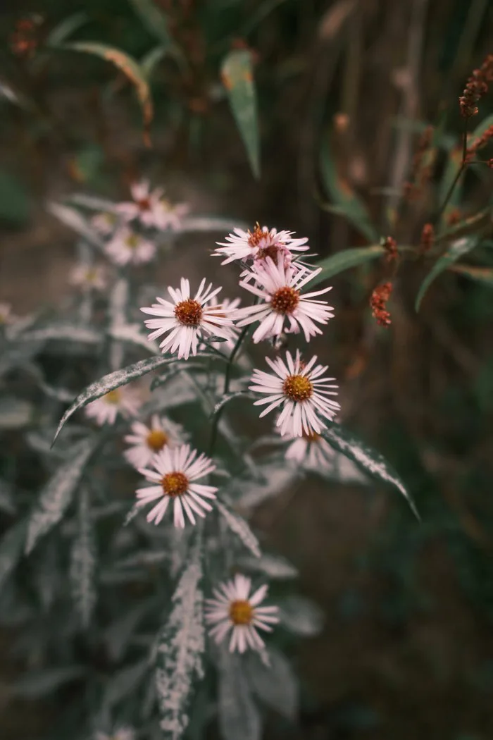 Hình ảnh miễn phí: Những bông hoa nhỏ của hoa dại, hoa cúc trắng  (Symphyotrichum lanceolatum, ex Aster lanceolatus, Aster simplex)