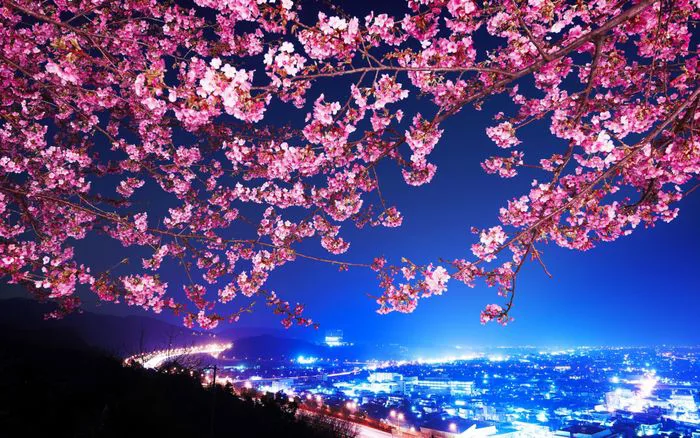 Hình nền đẹp về hoa Anh Đào
