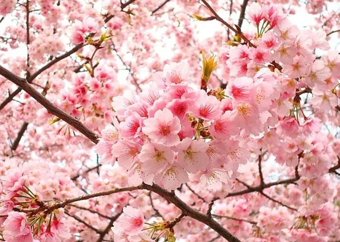 Mời các bạn tải bộ hình nền hoa anh đào cho máy tính