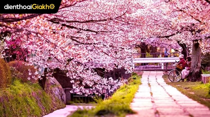 Bộ sưu tập hình nền hoa anh đào full hd tuyệt đẹp