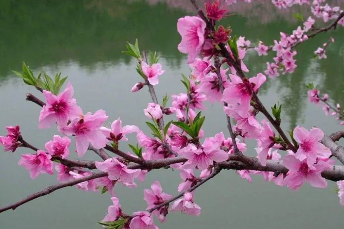 Hình ảnh hoa đào ngày Tết: Biểu tượng sắc xuân và tài lộc