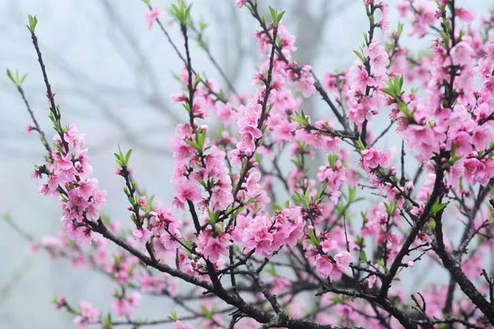 Hoa đào ngày Tết cổ truyền có ý nghĩa gì? Cách chăm sóc đúng