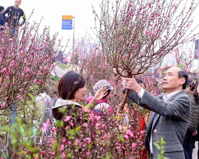 Hoa đào ngày Tết: Ý nghĩa và bí quyết để cây nở rực đúng dịp | Green SM