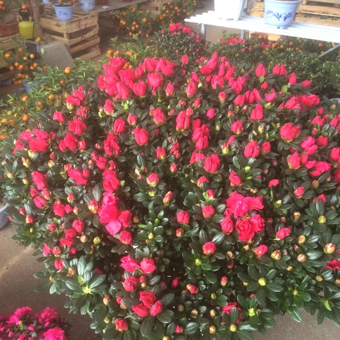 Cây hoa đỗ quyên ý nghĩa công dụng phân loại và cách chăm sóc
