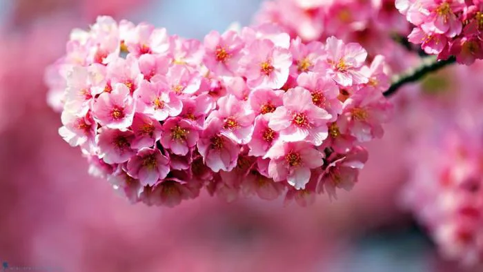 Hình ảnh đẹp về hoa đỗ quyên và ý nghĩa của nó - Loài hoa xinh đẹp