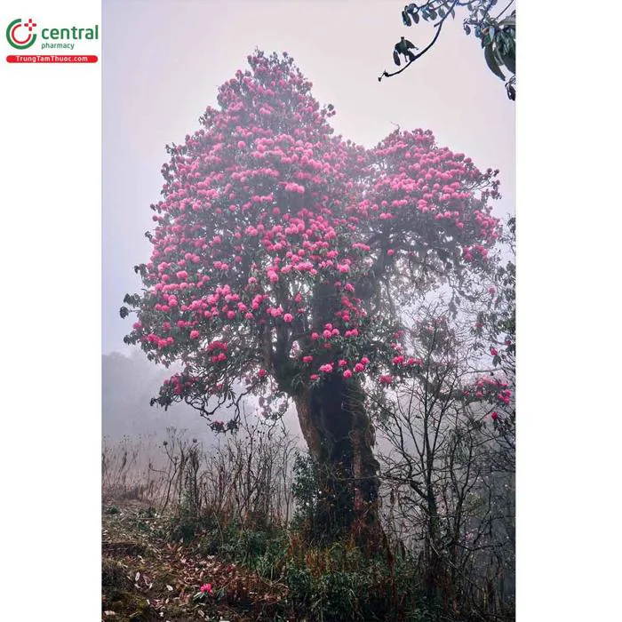 Hoa Đỗ quyên (Rhododendron molle (Blume) G.Don) có độc không?