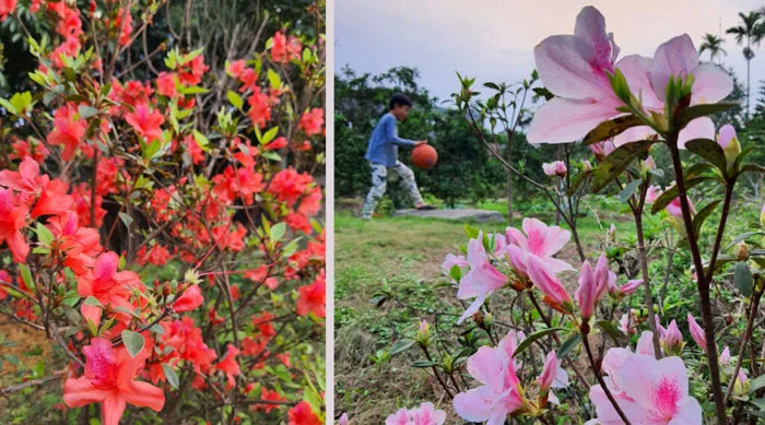 Ý nghĩa của hoa đỗ quyên và hình ảnh hoa đỗ quyên ở Fefe garden