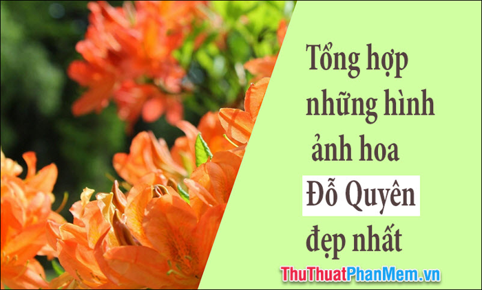 50+ Hình ảnh hoa Đỗ Quyên - Tuyển chọn những hình ảnh đẹp nhất về loài hoa  Đỗ Quyên