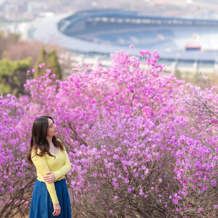 Những điểm ngắm hoa đỗ quyên trên thế giới đẹp như tiên cảnh nhân gian