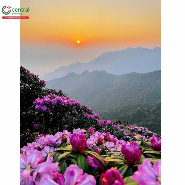 Hoa Đỗ quyên (Rhododendron molle (Blume) G.Don) có độc không?