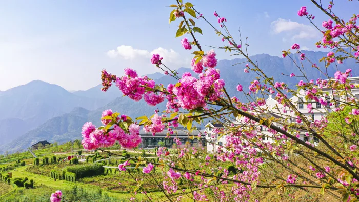 Chớm hè, ngắm hoa đỗ quyên rực rỡ trên dãy Hoàng Liên Sơn