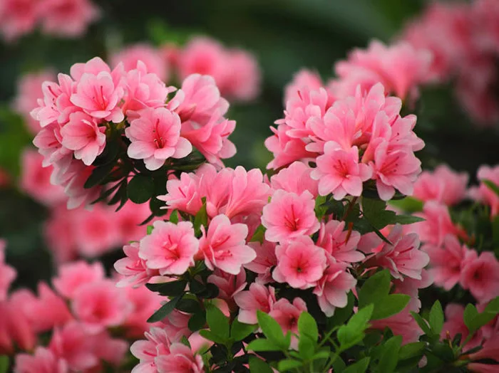 Hoa đỗ quyên: Nguồn gốc, đặc điểm nhận biết và ý nghĩa - FLoLi