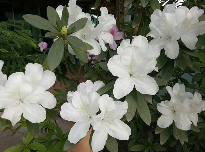 Hoa đỗ quyên: Nguồn gốc, đặc điểm nhận biết và ý nghĩa - FLoLi