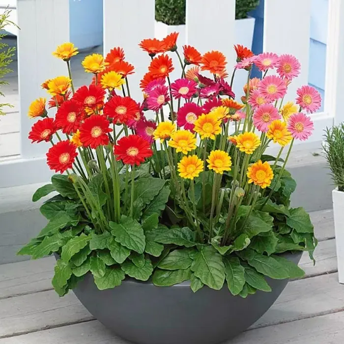 hoa đồng tiền chơi tết siêu đẹp cây băt đâu nụ chơi tết siêu đẹp