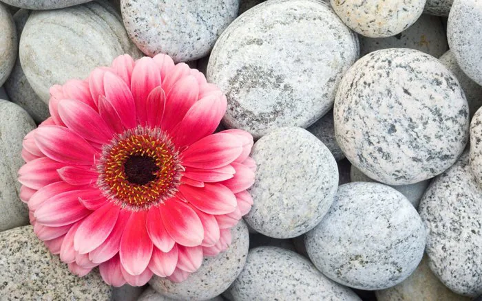 Tải + Download top 100 hình ảnh và nền hoa đồng tiền (Gerbera) Wallpapers