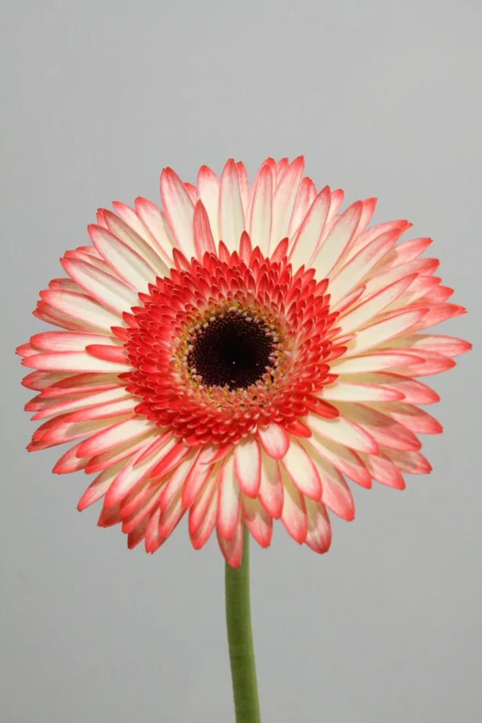 87 Hoa đồng tiền ý tưởng | hoa đồng tiền, gerbera, hoa đẹp