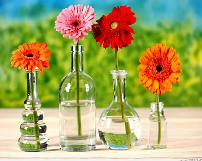 Tuyển Chọn Hình Nền Hoa Đồng Tiền Cho Điện Thoại Thêm Sức Sống