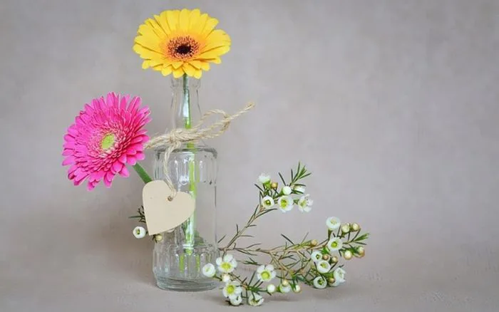 Hoa đồng tiền: Ý nghĩa và cách trồng trong dịp Tết