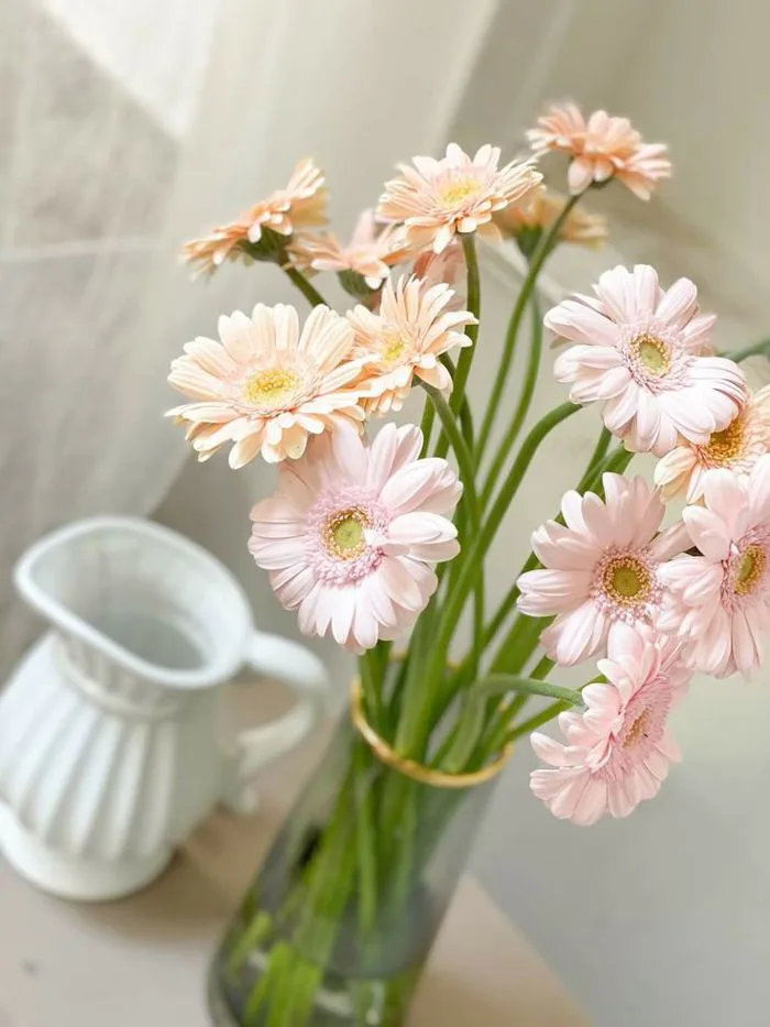 Hoa đồng tiền - Hình nền hoa hoàn hảo | Cắm hoa đồng tiền, Tranh màu nước,