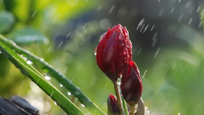 Những hình ảnh trời mưa đẹp và lãng mạn nhất