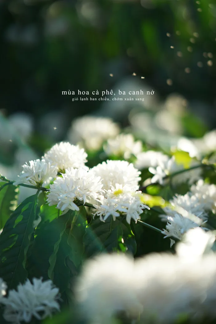 Ảnh: Hoa cà phê nở đẹp 