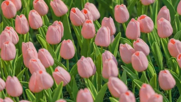 1001+ Hình nền hoa Tulip đẹp nhất, chất lượng full HD, 4K sắc nét 1001+ Hình nền hoa Tulip đẹp nhất, chất lượng full HD, 4K sắc nét
