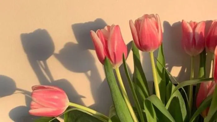 1001+ Hình nền hoa Tulip đẹp nhất, chất lượng full HD, 4K sắc nét 1001+ Hình nền hoa Tulip đẹp nhất, chất lượng full HD, 4K sắc nét