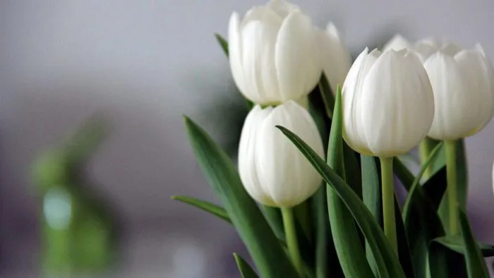101+ hình nền hoa Tulip chill và đẹp cho điện thoại, PC 101+ hình nền hoa Tulip chill và đẹp cho điện thoại, PC