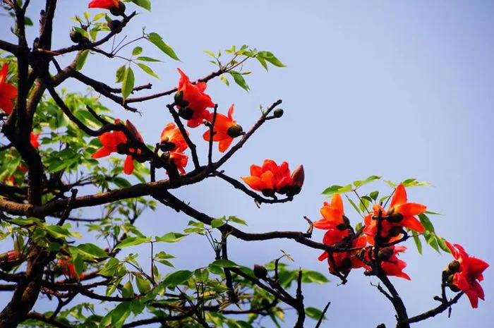 Tổng hợp hình ảnh hoa Gạo đẹp nhất - Ảnh đẹp hoa gạo