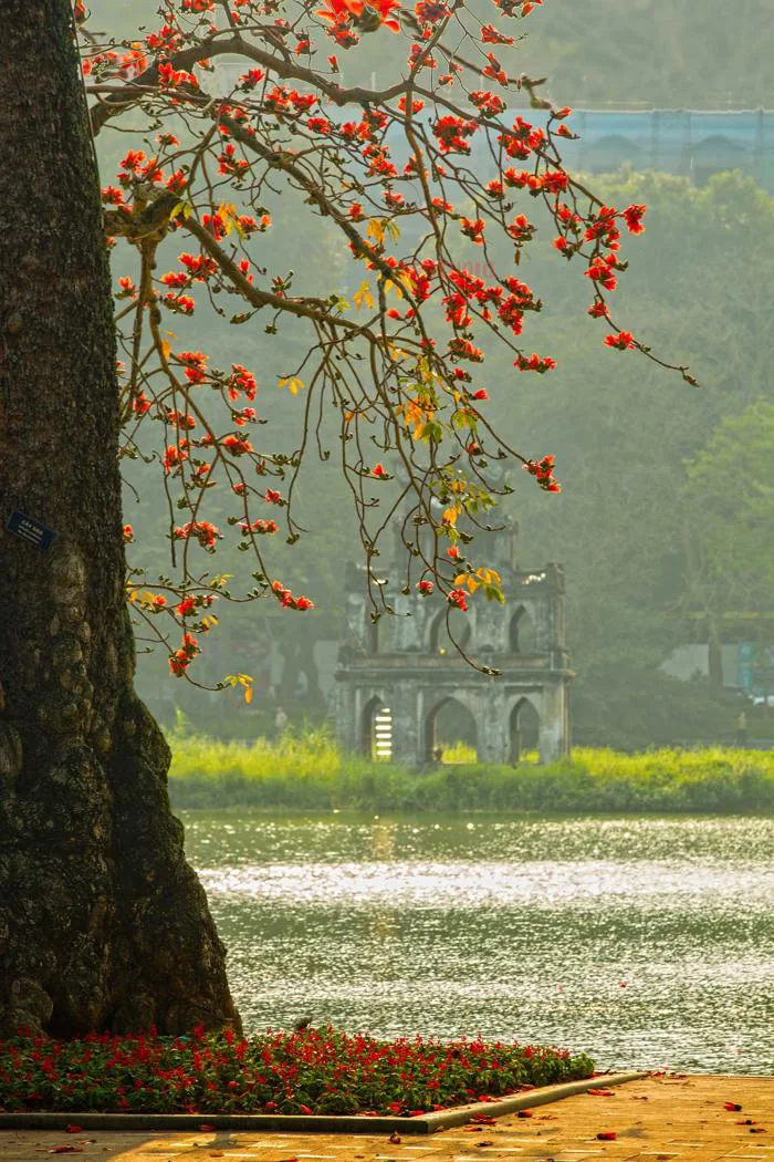 Chụp ảnh hoa gạo 2026