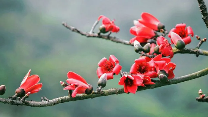 Ngắm nhìn vẻ đẹp rực cháy của hoa gạo tháng 3 tại Hà Giang | Green SM