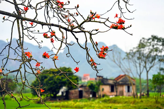 Chùm ảnh] Tháng Ba hoa gạo đỏ