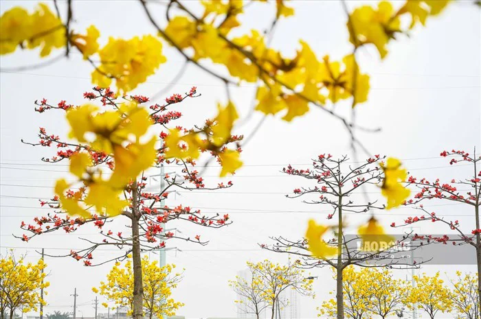 Đường hoa gạo, hoa phong linh dài nhất Thủ đô nở đẹp như phim Hàn
