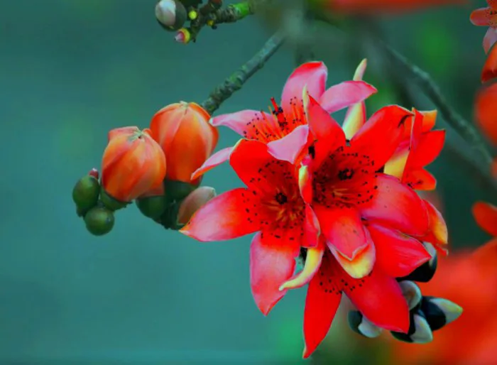 Ngẩn ngơ vẻ đẹp mùa hoa gạo tháng 3 - Image Travel & Events
