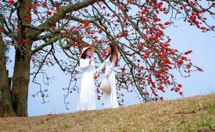 Trải nghiệm ngắm hoa gạo miền Bắc - Nét đẹp mộc mạc đầy quyến rũ