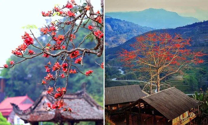 Ngắm nhìn vẻ đẹp rực cháy của hoa gạo tháng 3 tại Hà Giang | Green SM
