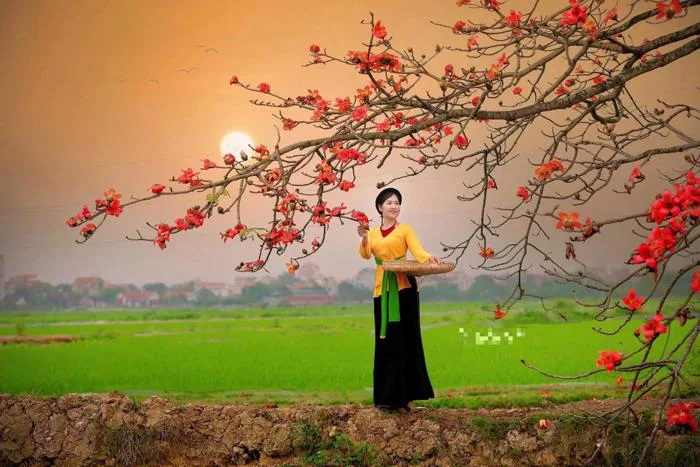 Thực hư cây hoa gạo nổi tiếng bị chặt vì không thu được tiền chụp ảnh? |  Báo Dân trí