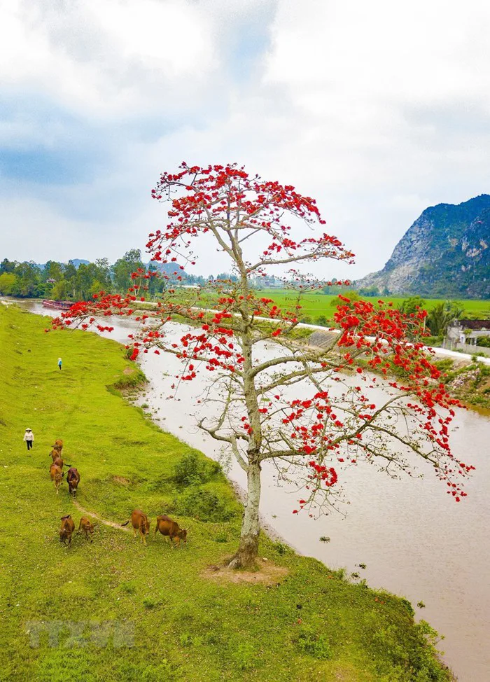 Hoa gạo tháng Ba thắp lửa rực rỡ cả mùa Xuân ẩm ướt - Tạp chí Đẹp