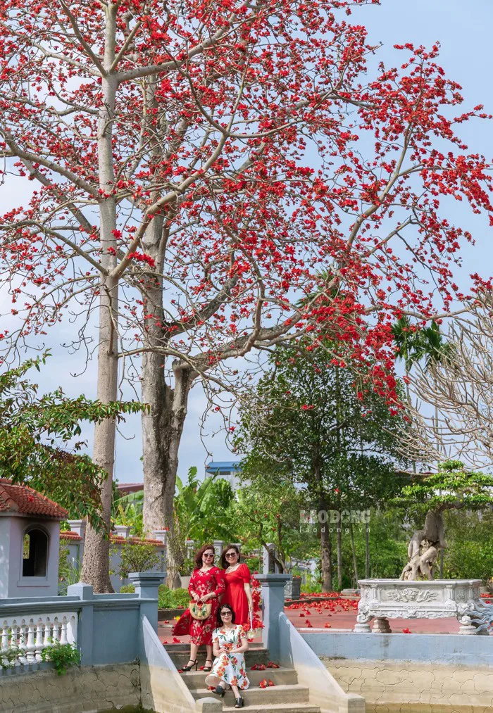 Người dân Hải Phòng thích thú check in cây gạo cổ thụ đỏ rực