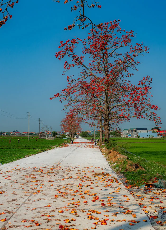 Photo - Ngắm hoa gạo nở rộ đẹp đến nao lòng