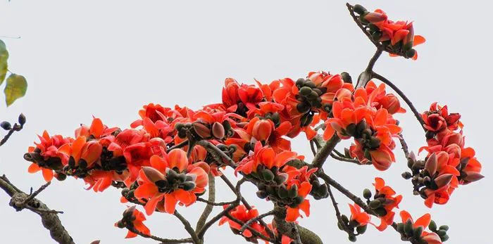 Khám phá vẻ đẹp của hoa Gạo - Tuyển tập những hình ảnh hoa Gạo ấn tượng nhất