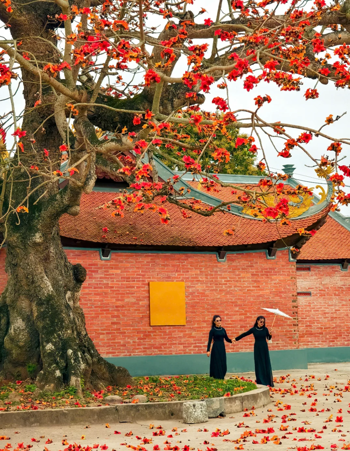 Mùa hoa gạo 'đẹp đứng hình' ở làng quê Thái Bình