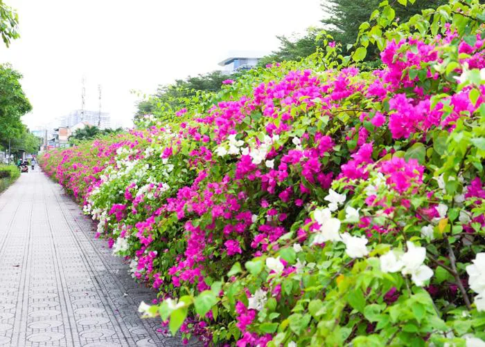 Ngắm nhìn những cung đường hoa giấy đẹp hút hồn và đầy thơ mộng