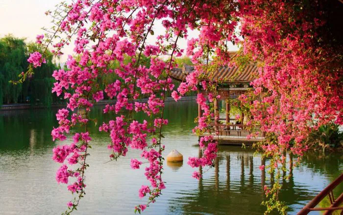 Những hình ảnh hoa giấy đẹp nhất