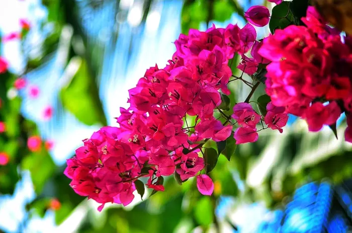 Bộ sưu tập hình nền hoa giấy đẹp rực rỡ sắc màu trang trí cực chất
