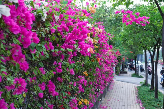 Ngắm nhìn những cung đường hoa giấy đẹp hút hồn và đầy thơ mộng